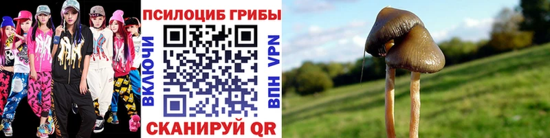 где купить наркотик  Сураж  Псилоцибиновые грибы Cubensis 